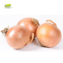 Export Container Chinese Specification Fresh Yellow Onion Price 1Kilogram Per Metric Ton for malaysia